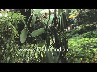 Vanilla pods on the orchid, in Kerala, India