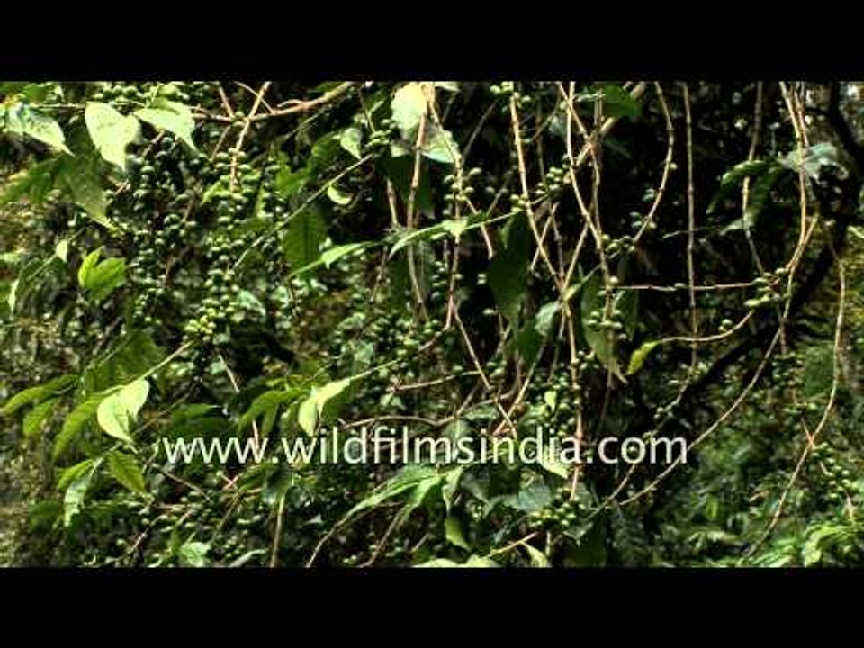 Cardamom farm in Munnar, Kerala