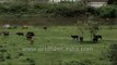 Herd of cattle grazing at a field in Munnar, Kerala