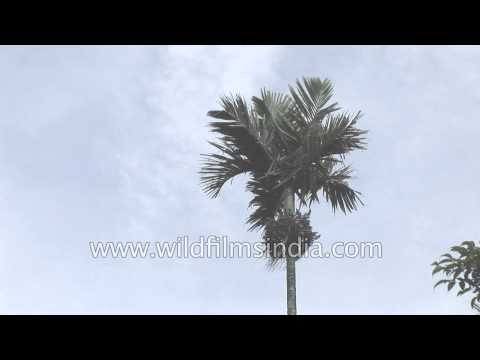 Betel nut tree plantation in Kerala