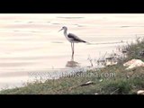 Black winged Stilt in the Rann of Kutch, Gujarat