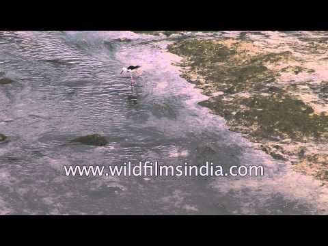 Black winged Stilt forages in wetland - Kutch, Gujarat