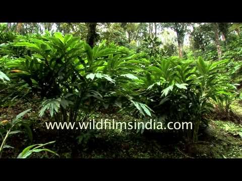 Cardamom plantation in Southern India