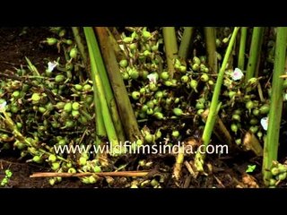Fresh green cardamoms before harvest - Kerala