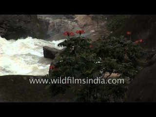 A gushing stream in Munnar, Kerala