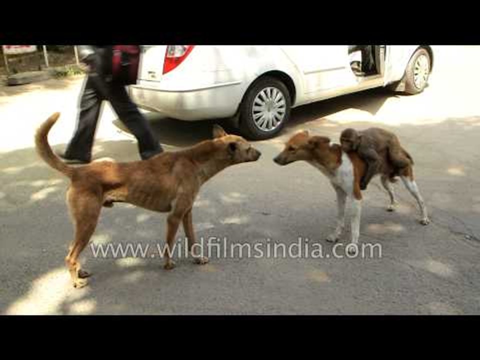 Strangest friendship EVER! Dog carries monkey friend around for life!