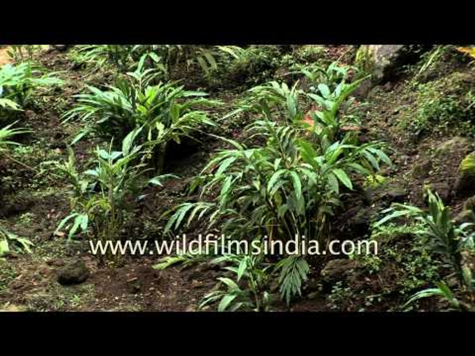 Cardamom grows in Kerala