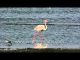 Greater Flamingo and Black-winged Stilt in Thol lake