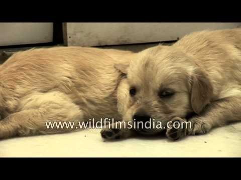 Mother Golden Retriever suckles puppies as the others play