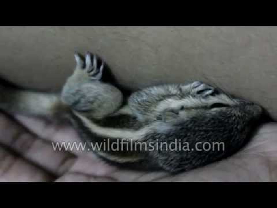 Feeding time and then nap time for our baby pet squirrels!