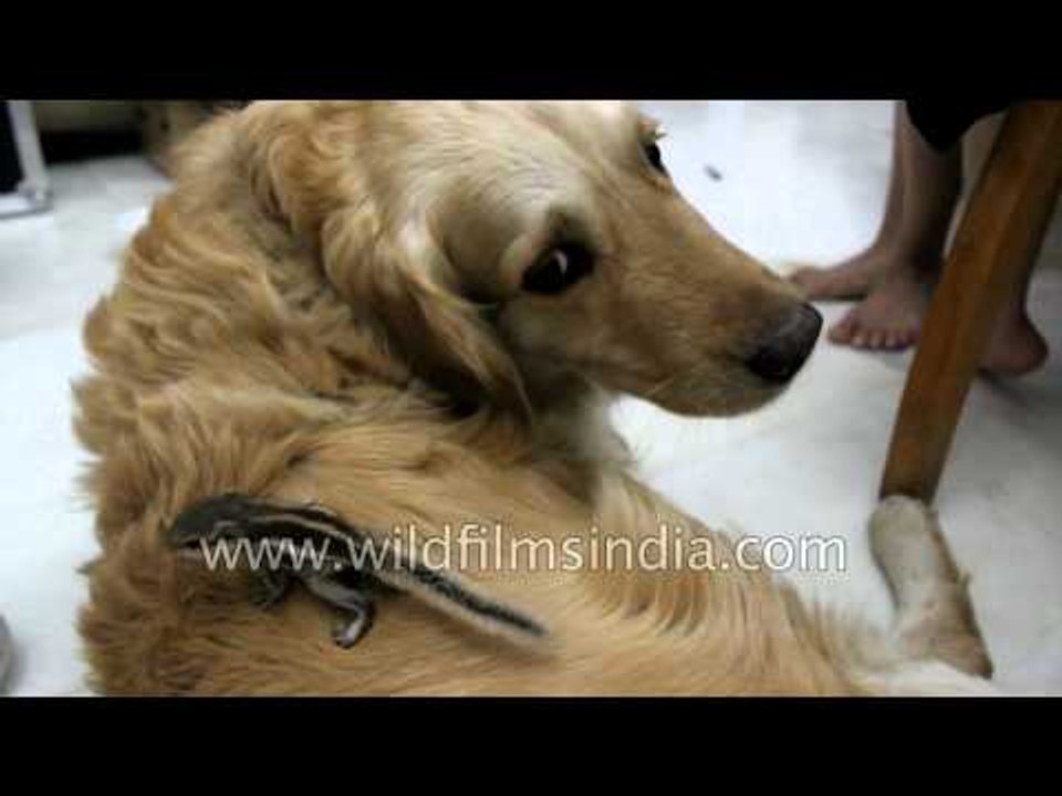 Dog gets tickled by baby squirrel walking on its back