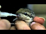 Feeding cute baby squirrel with a syringe