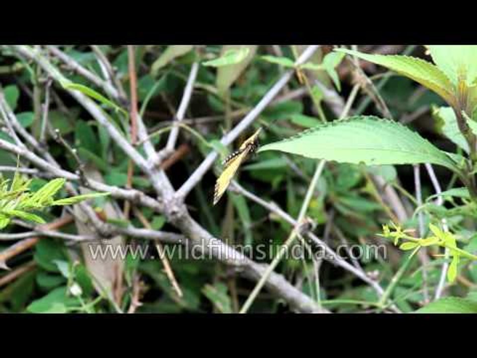 Yellow Costor butterfly in India