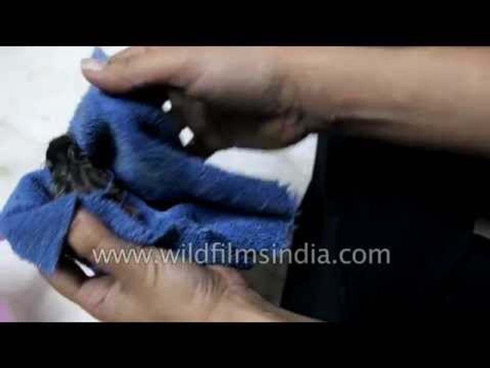 How to bathe your pet squirrel!