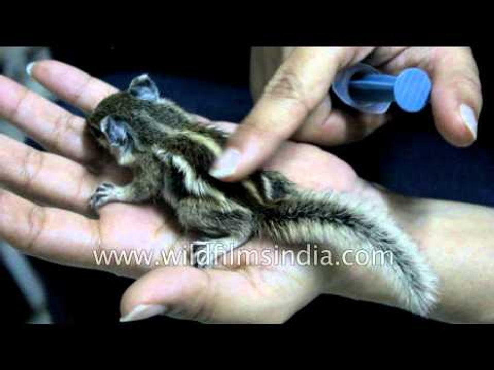 Cute - Abandoned baby squirrels being fed