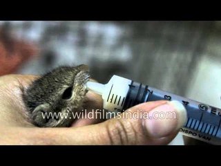 Human mothering for a baby squirrel that was abandoned