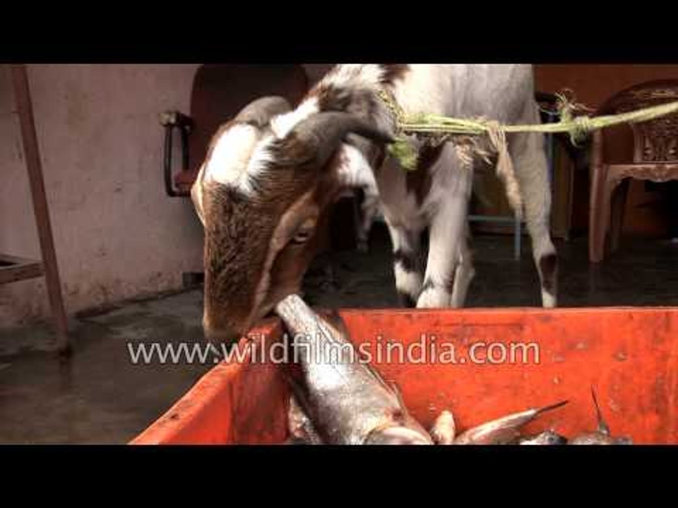 India's non-vegetarian goat