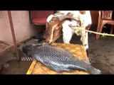 A goat eating fish in India - what has this world come to?