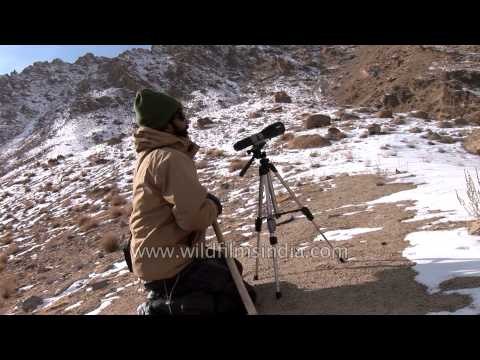 Naturalists use spotting scopes to look for Snow Leopard in Ladakh