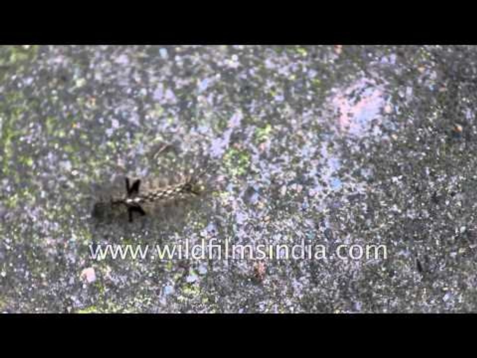 Caterpillar and probaby Psyche butterfly