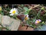 Sorrel Sapphire butterfly forages on daisy
