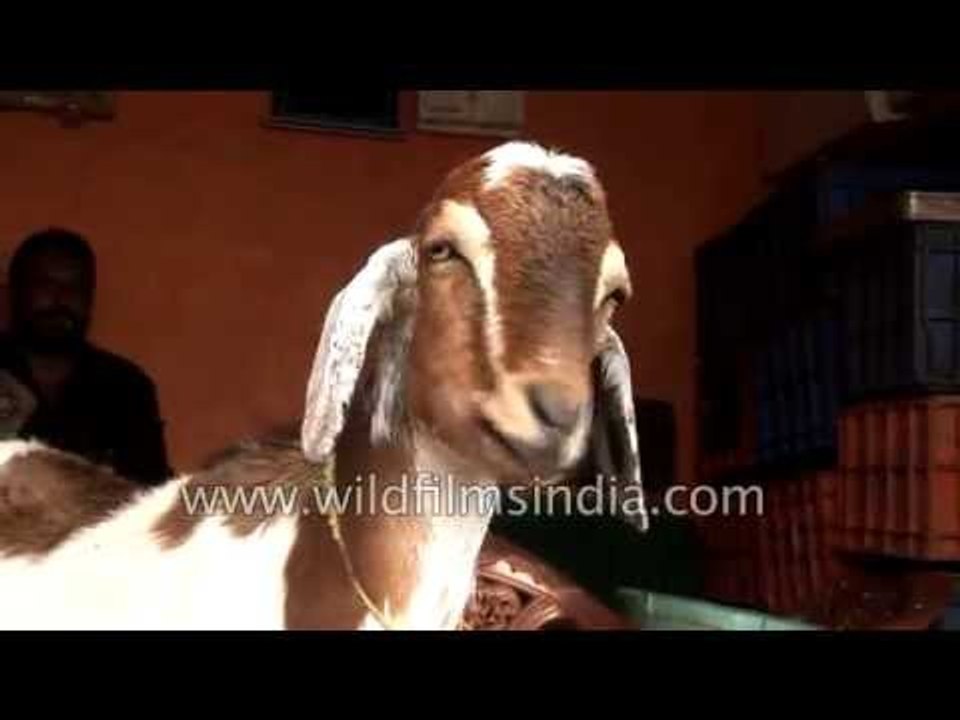 Non-vegetarian goat? Last vegetarian bastion falls!