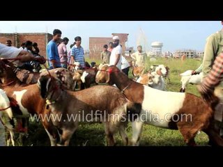 Goats the size of cows for sale at a market in India