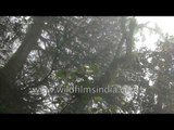 Langurs jumping and climbing trees in the mist