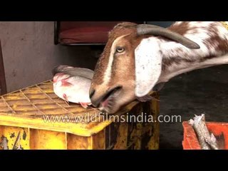 Fedup of being vegetarian, goat now wants to eat fish