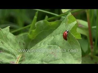 Labybird or lady bug crawling on a wild spinach leaf