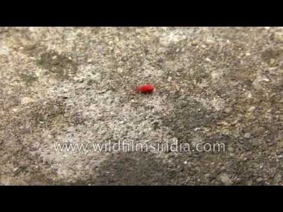 Bir booti, Makhmal booti or Red Velvet bug : insect from our nostalgic past