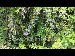 Berberis aristata berries on the bush - important liver drug made from this plant