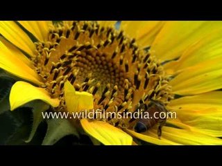 Honey bee forages on a sunflower head