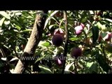 Plums and cherries belong to the same family - see them fruiting in India