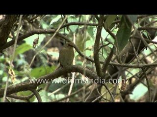 Rufous Bellied Niltava Eggs In Their Nest In The Himalaya | India