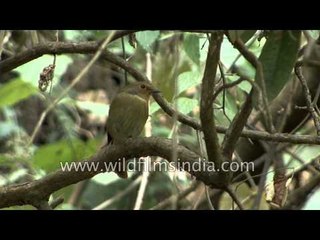 Olive Green Female Is Less Glamorous Than Striking Male Rufous Bellied Niltava