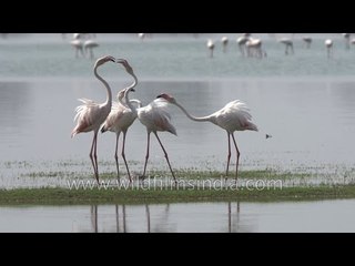 Avian Beauty Of An Indian Wetland - Slow Motion Footage | India