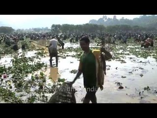 Community Fishing In Assam Or Wetland Plunder?