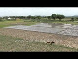 Livestock graze in paddy fields - India