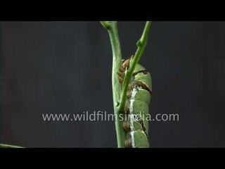 Chomp and walk: Lime butterfly caterpillar at work in a Delhi garden