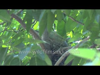 Yellow-legged Green Pigeon or Treron phoenicoptera in Delhi