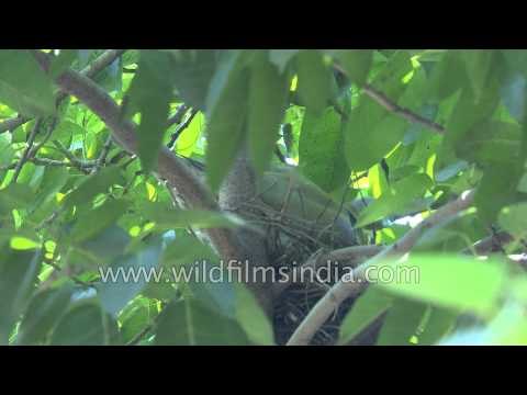Yellow-legged Green Pigeon or Treron phoenicoptera in Delhi