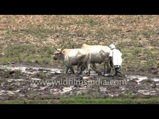 Indian farmer plows with bullocks