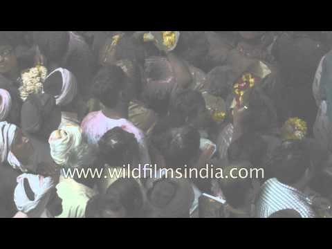 Colours war at Banke Bihari Temple : Holi celebration in India