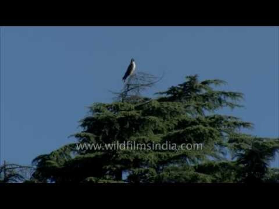 Oriental Honey Buzzard and Grey headed Vulture in the Himalaya