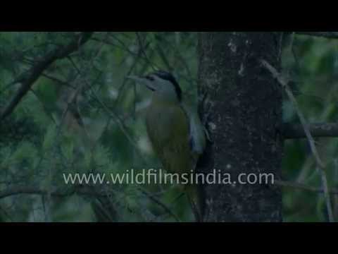 Lesser Scaly bellied Woodpecker and White throated Laughing Thrush