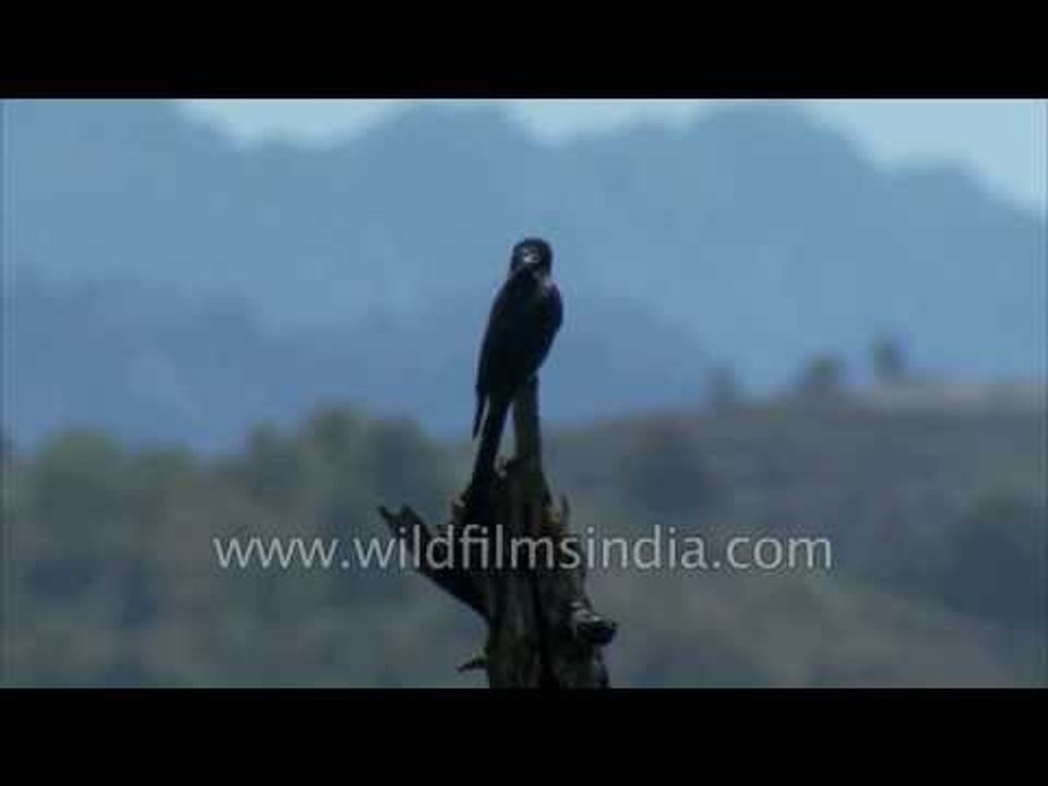White-bellied Drongo