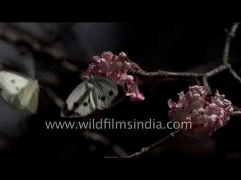 Mating butterflies: Daphne flowers with Dark Clouded Yellow and other butterflies in the Himalaya