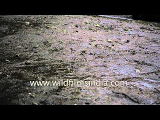 Hailstones fall in Himalayan village of Jankichatti