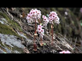 Bergenia ciliata or Saxifrage growing in the high Himalaya